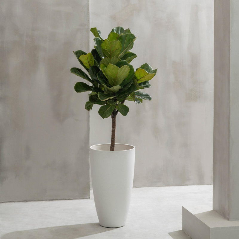 Tall Round Planter, Large Tall White Planter with Tray